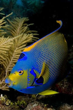 Angelfish are among the plentiful tropical reef fish populations off Key Largo. 